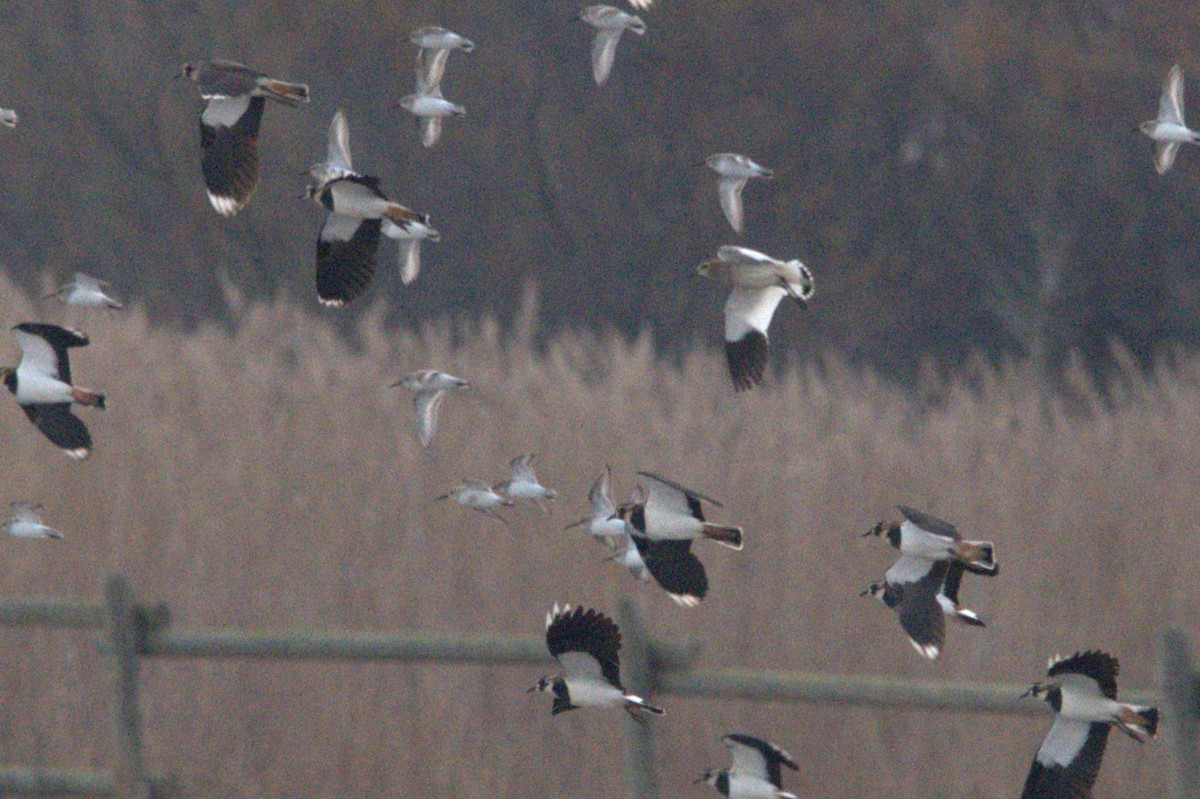 Sociable Lapwing - ML640930847