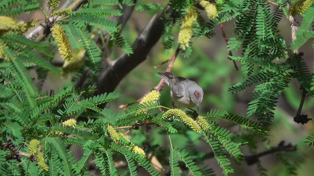 Lucy's Warbler - ML640930904