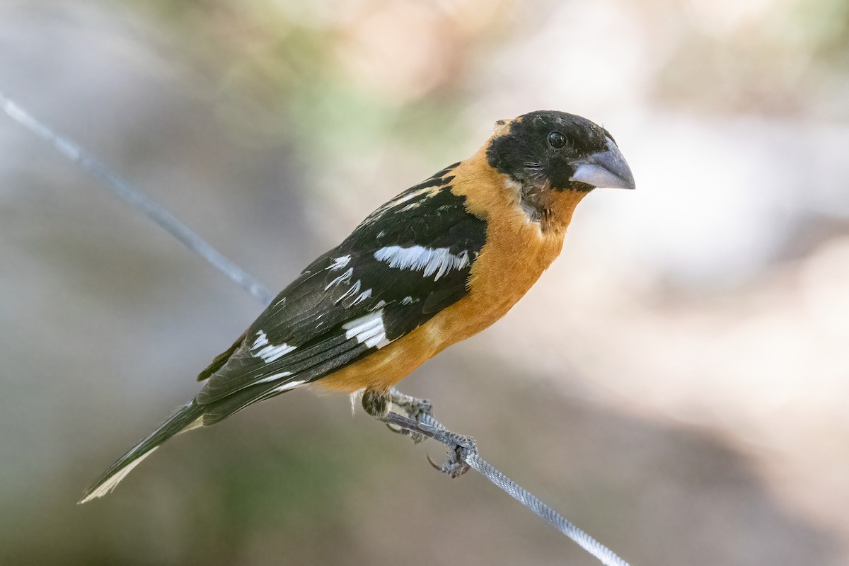 Black-headed Grosbeak - ML640930910