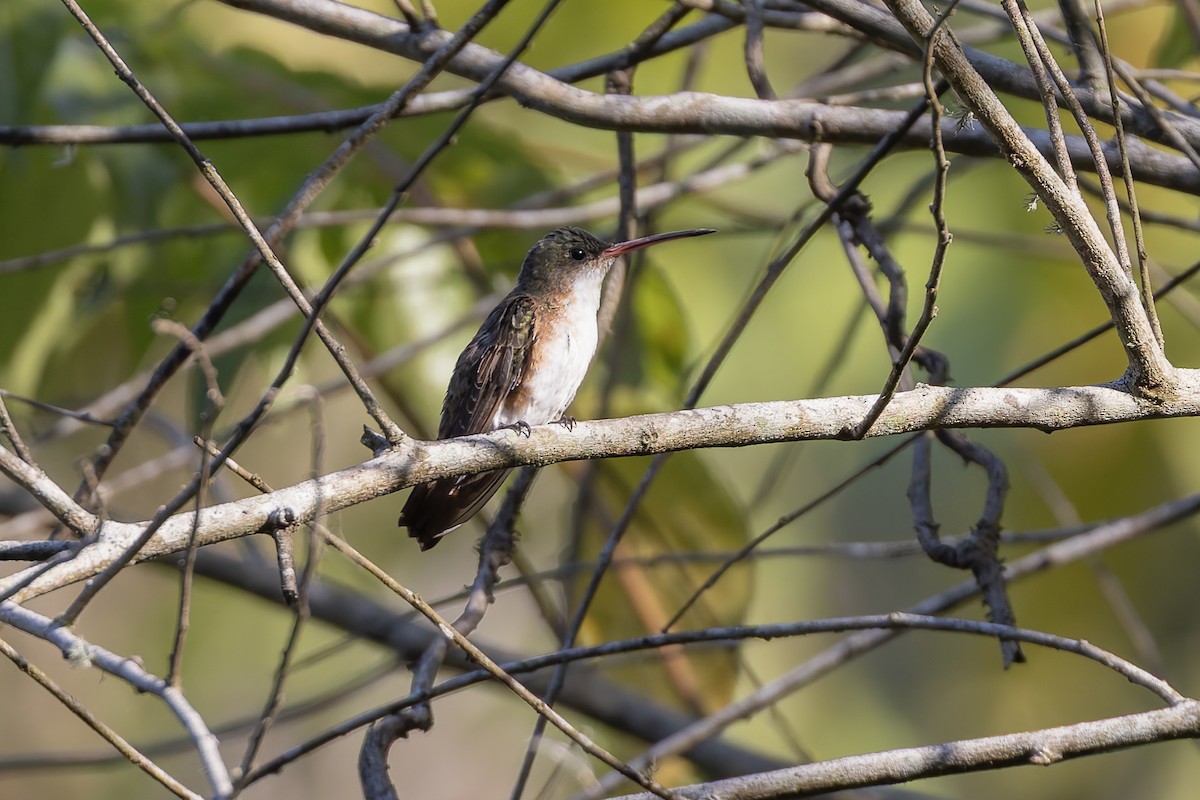 Green-fronted Hummingbird (Cinnamon-sided) - ML640930942