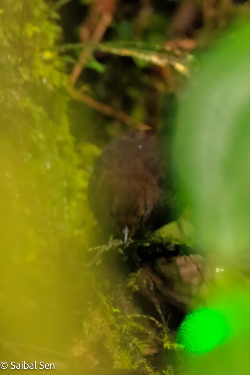 Nariño Tapaculo - ML640930973