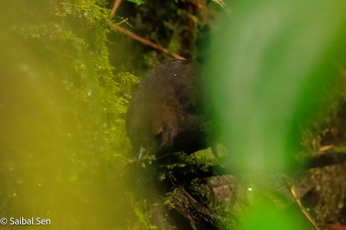 Nariño Tapaculo - ML640930978