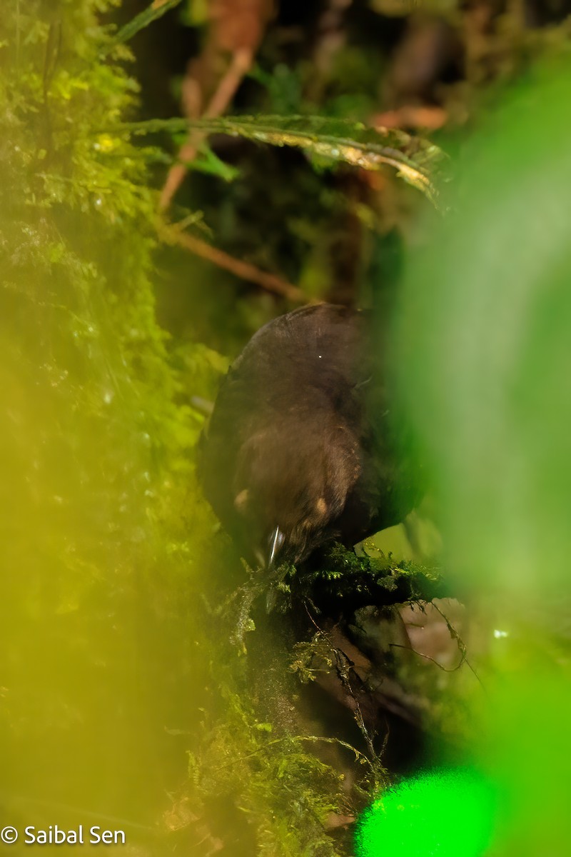 Nariño Tapaculo - ML640930979