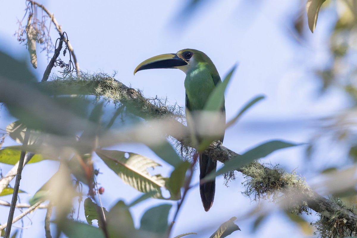 Northern Emerald-Toucanet (Wagler's) - ML640931003