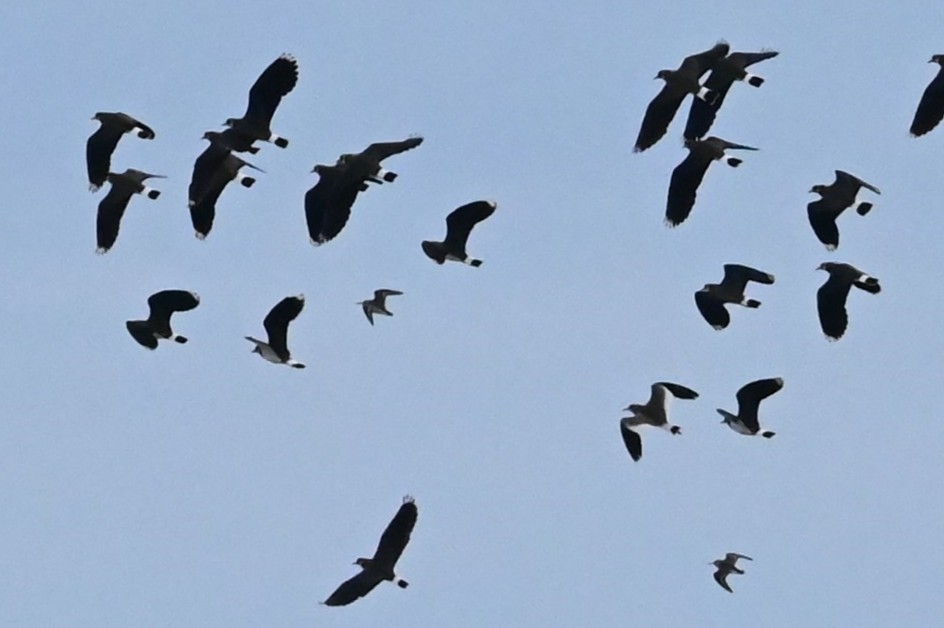 Sociable Lapwing - ML640931006