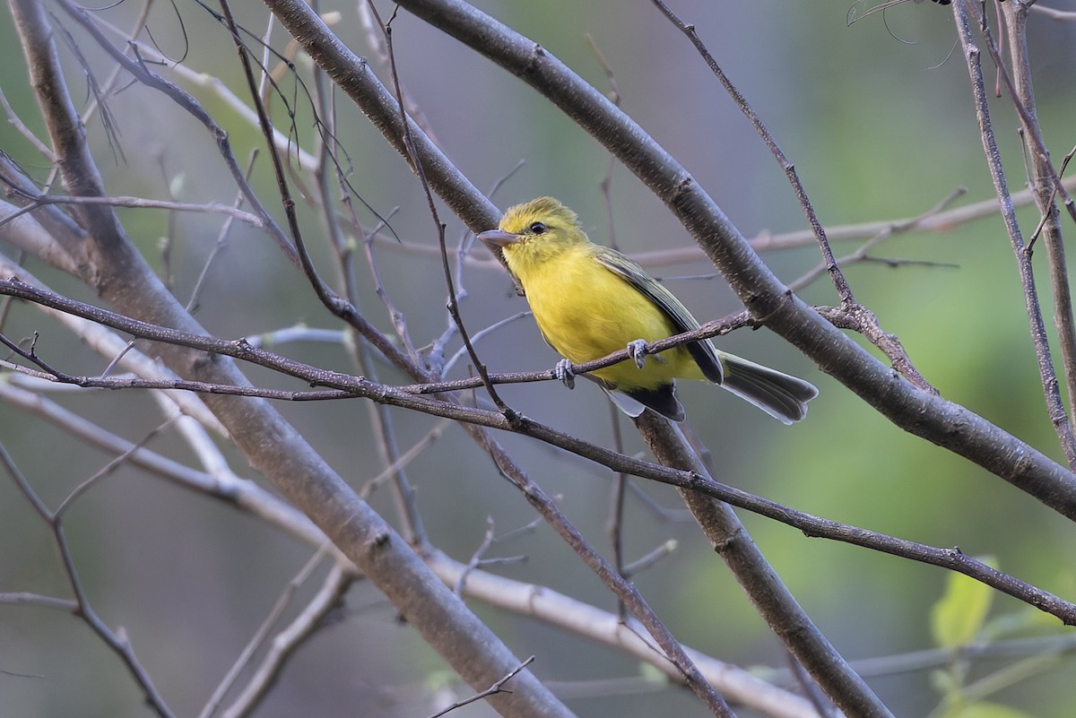 Golden Vireo - ML640931020
