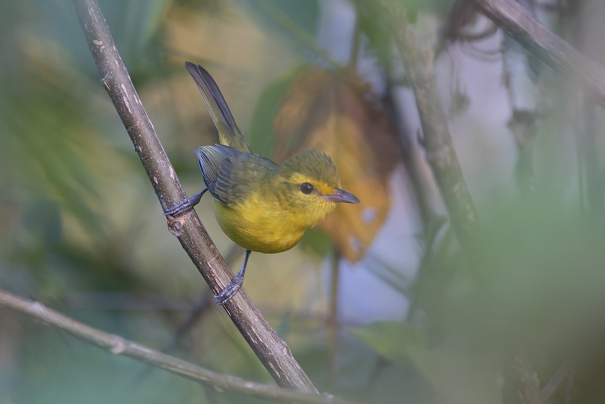 Golden Vireo - ML640931021