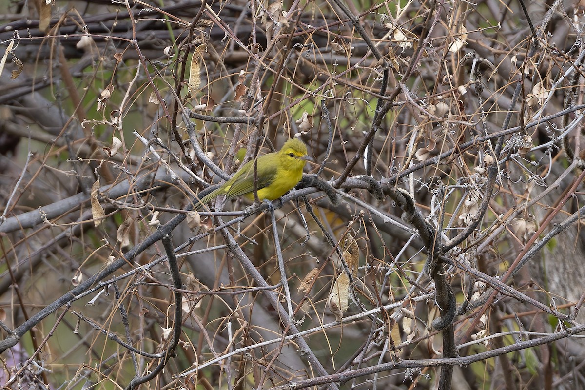 Golden Vireo - ML640931023