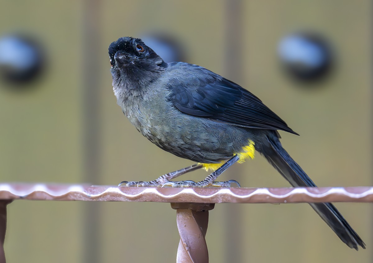 Yellow-thighed Brushfinch - ML640931050