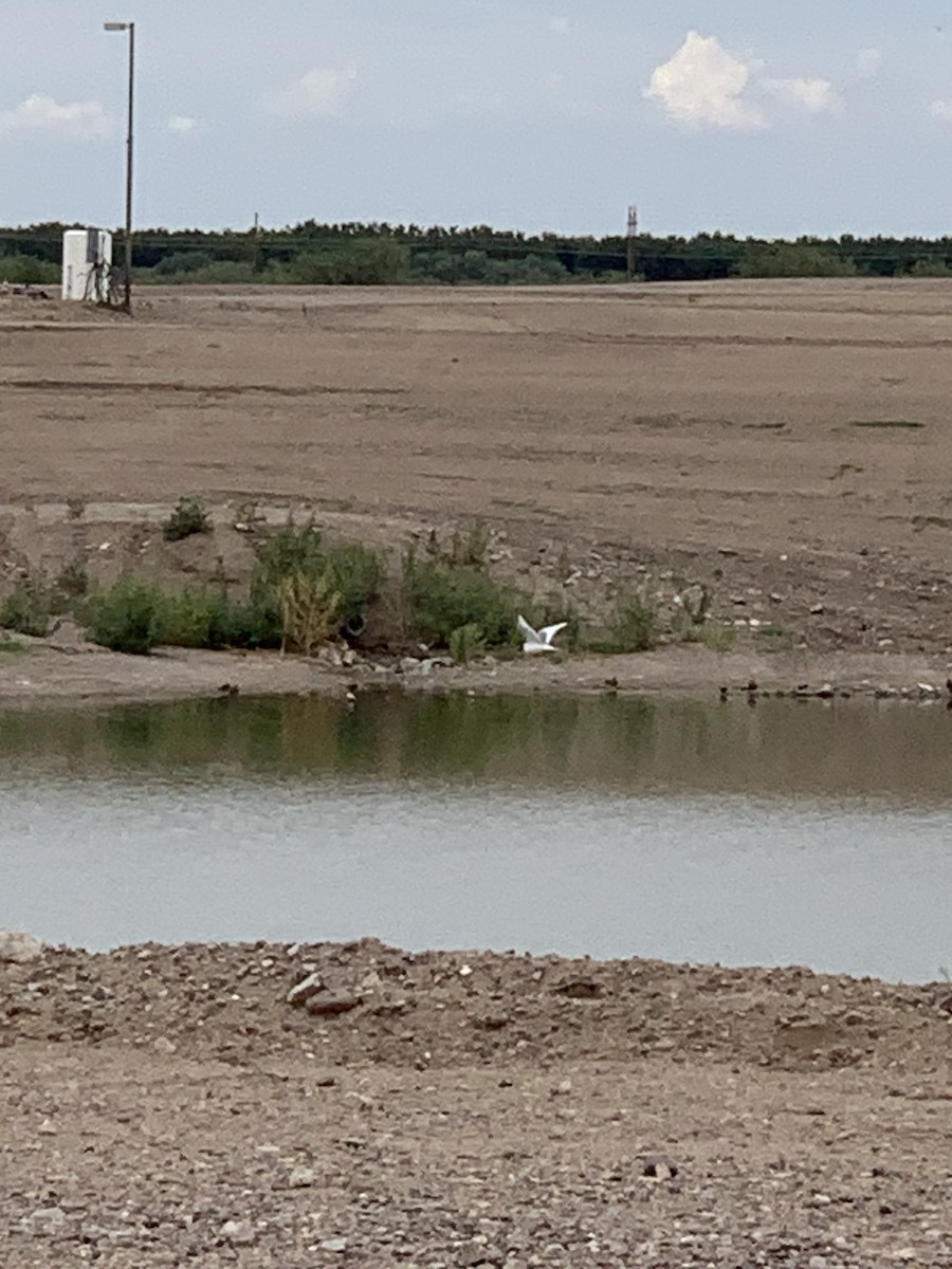 Sabine's Gull - ML640931052