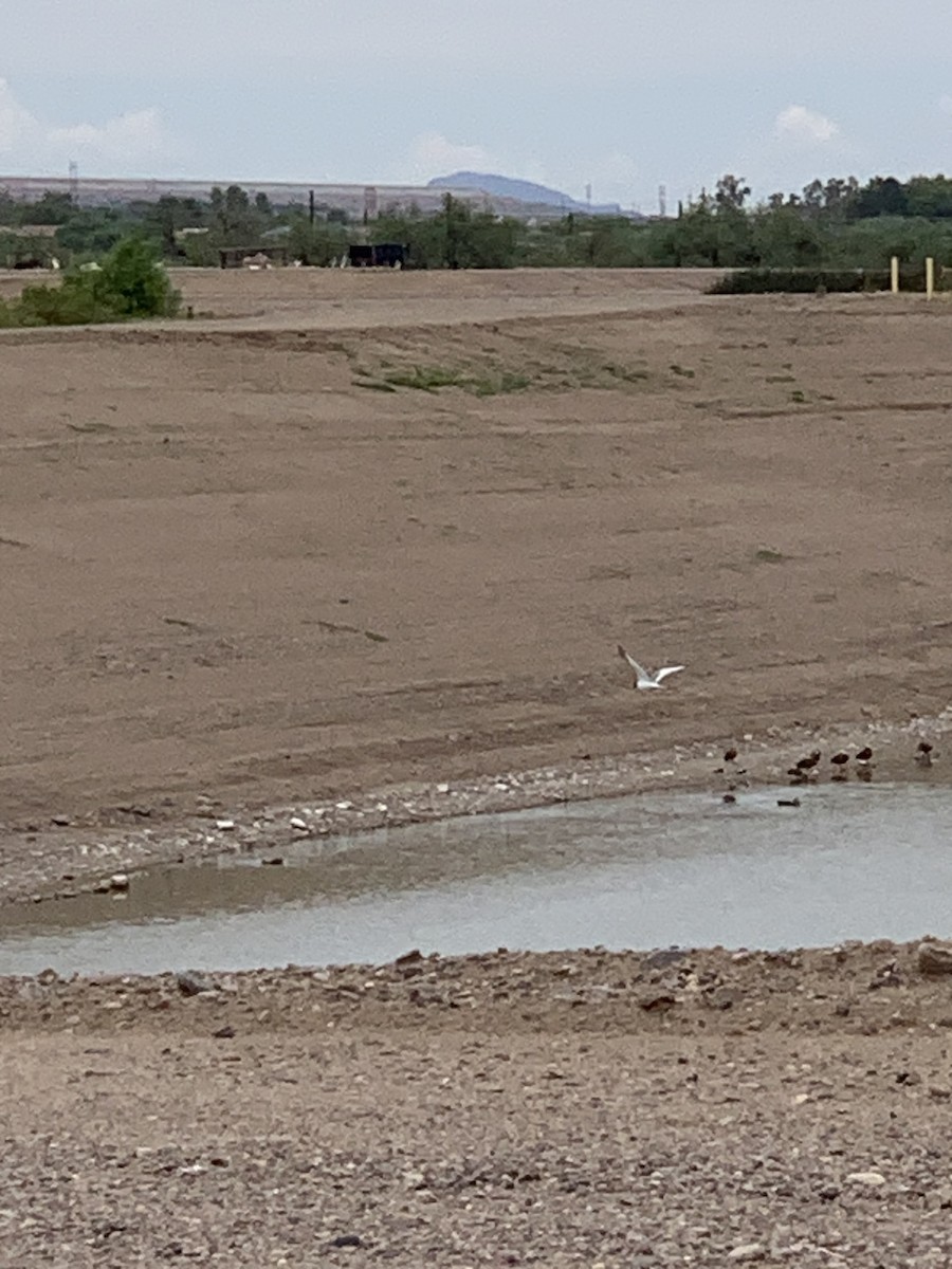 Sabine's Gull - ML640931053