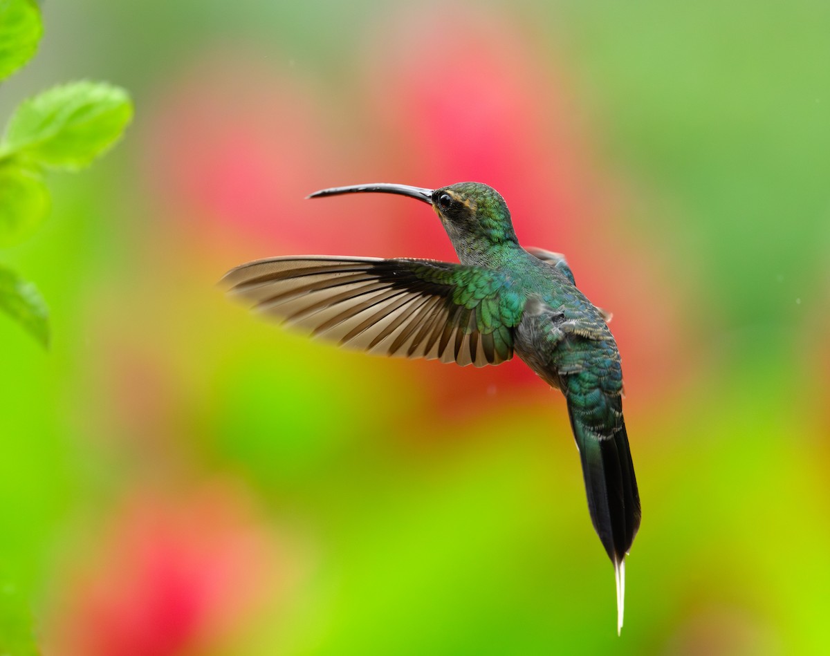 Green Hermit - ML640931059