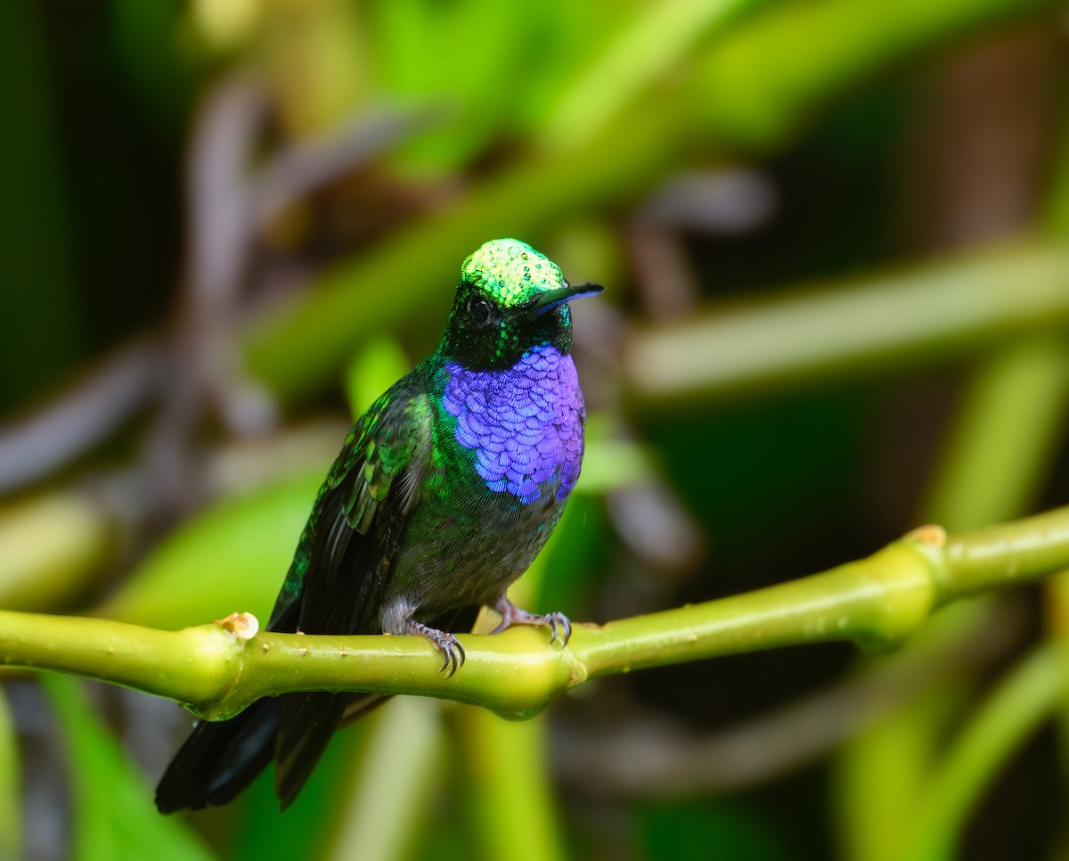 Napo Sabrewing - ML640931071