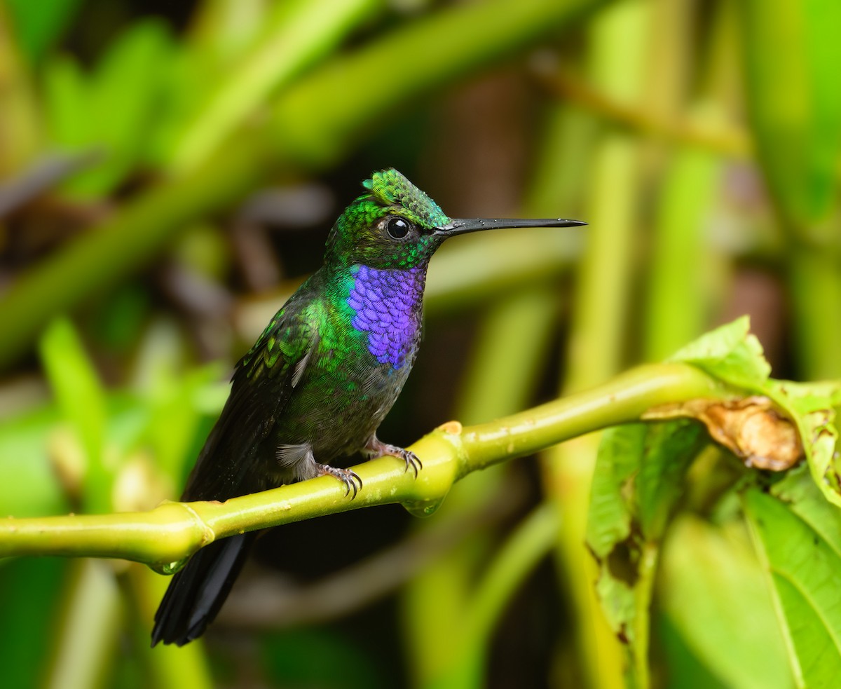 Napo Sabrewing - ML640931072