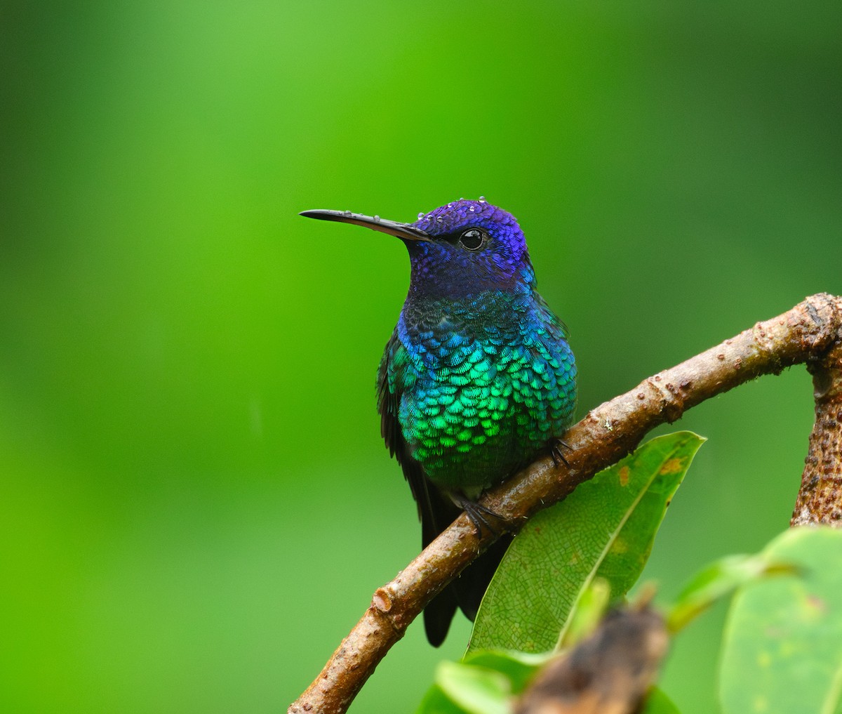 Golden-tailed Sapphire - ML640931105