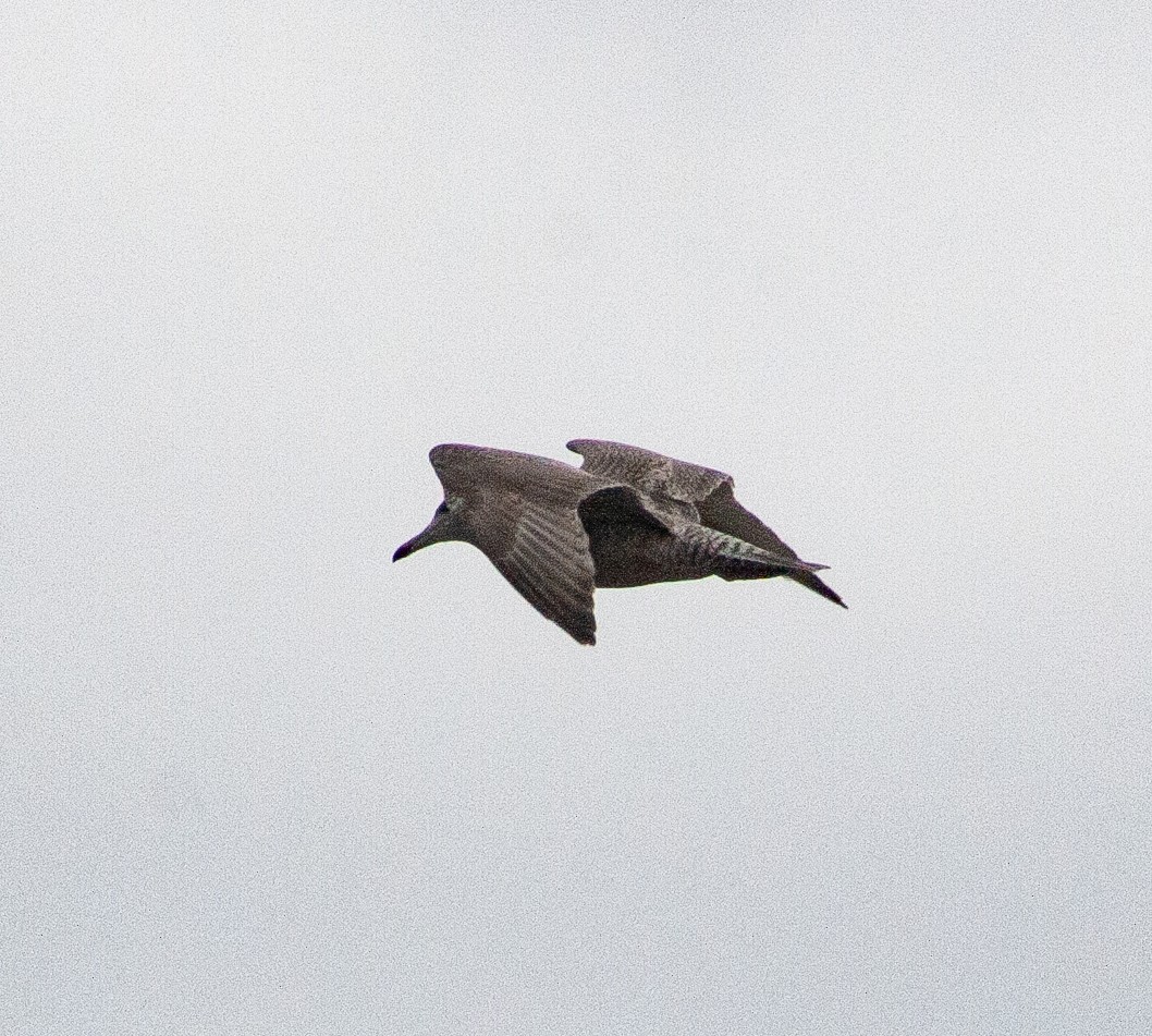 European Herring x Glaucous Gull (hybrid) - ML640931107