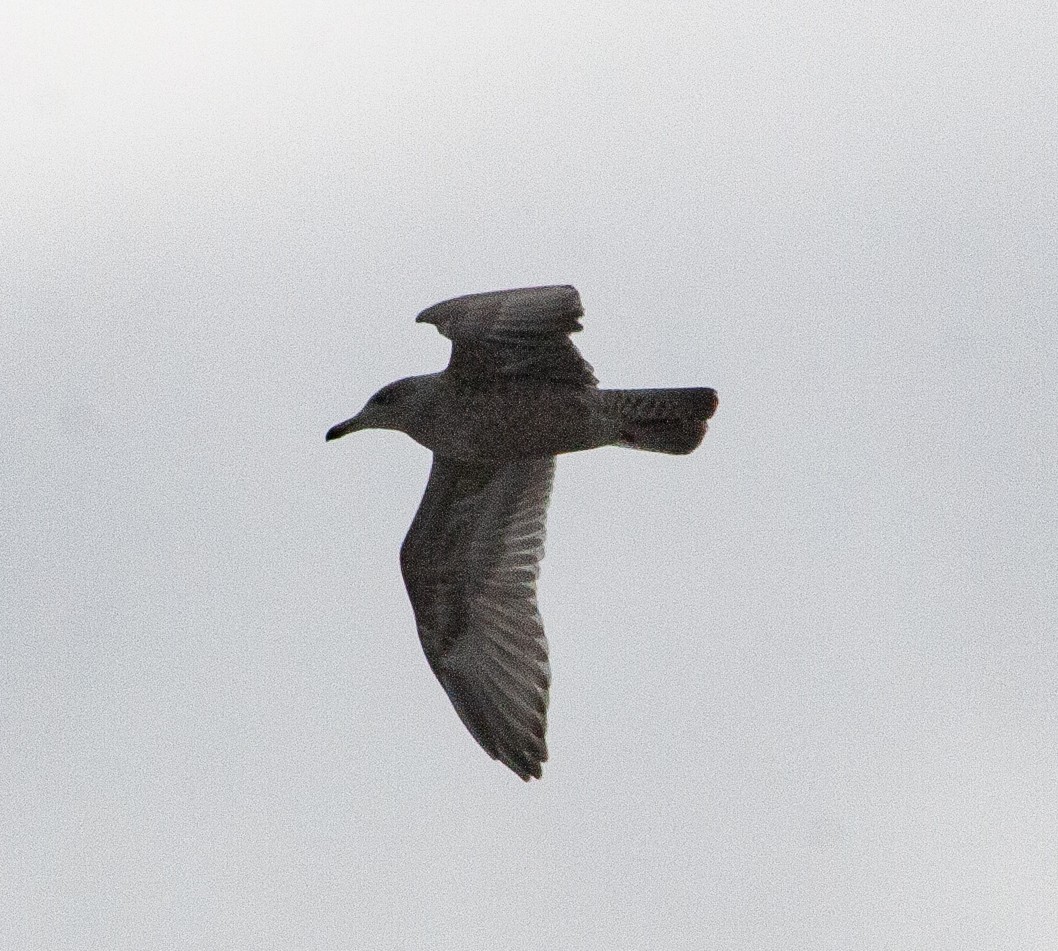 European Herring x Glaucous Gull (hybrid) - ML640931108