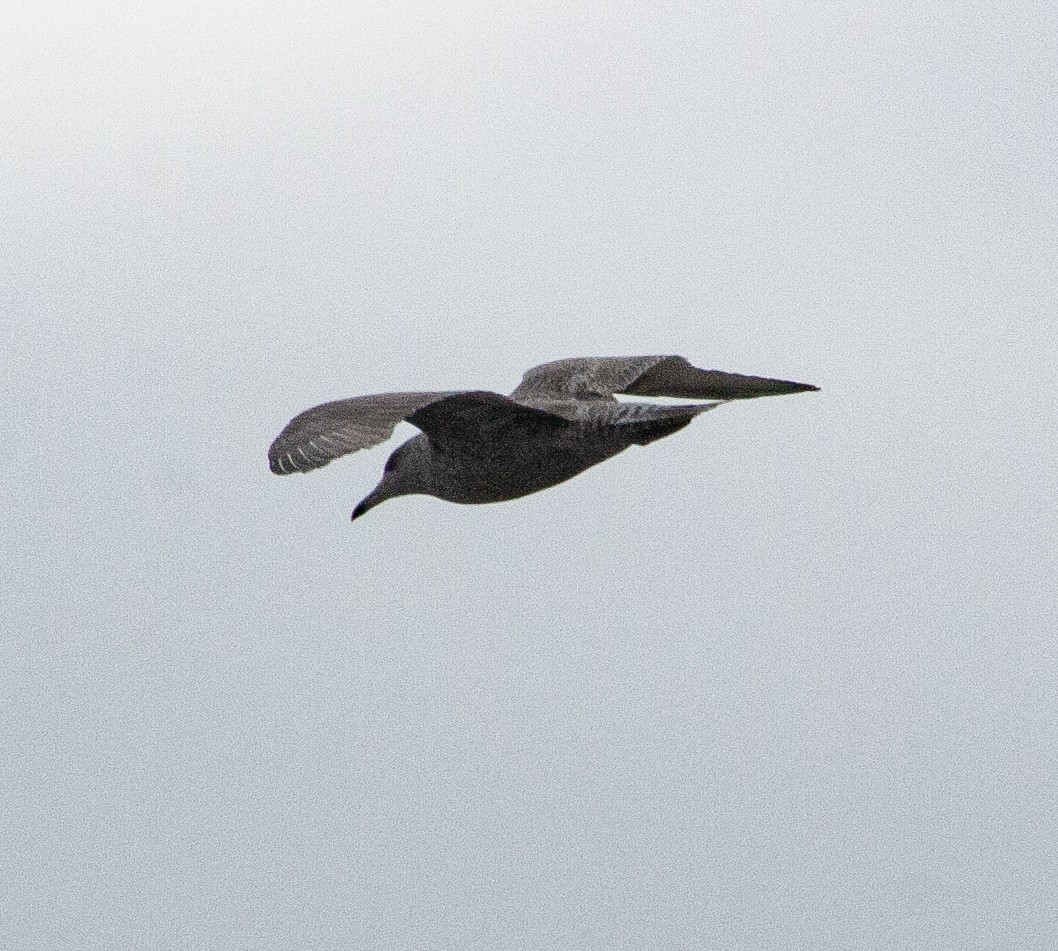 European Herring x Glaucous Gull (hybrid) - ML640931109