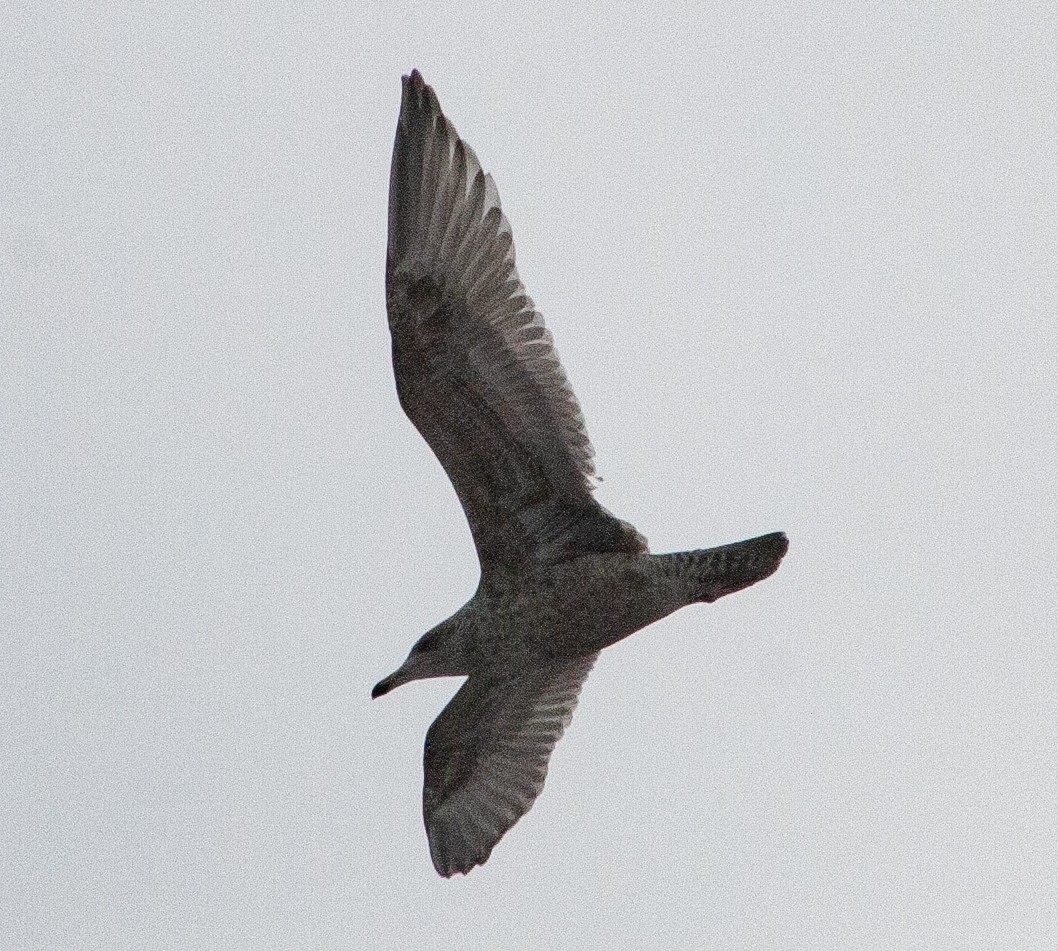 European Herring x Glaucous Gull (hybrid) - ML640931110