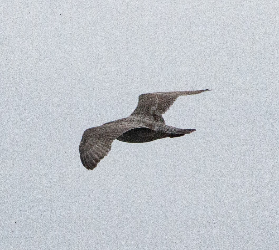 European Herring x Glaucous Gull (hybrid) - ML640931111