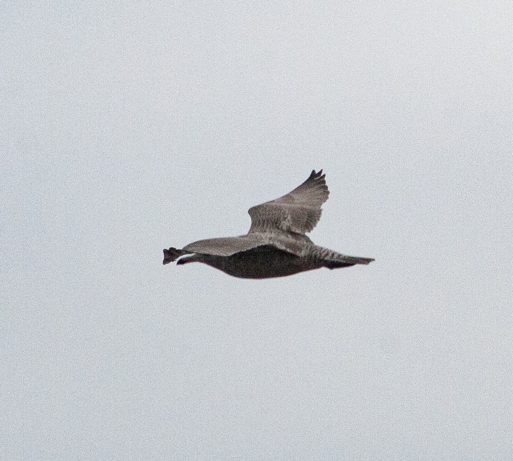 European Herring x Glaucous Gull (hybrid) - ML640931112