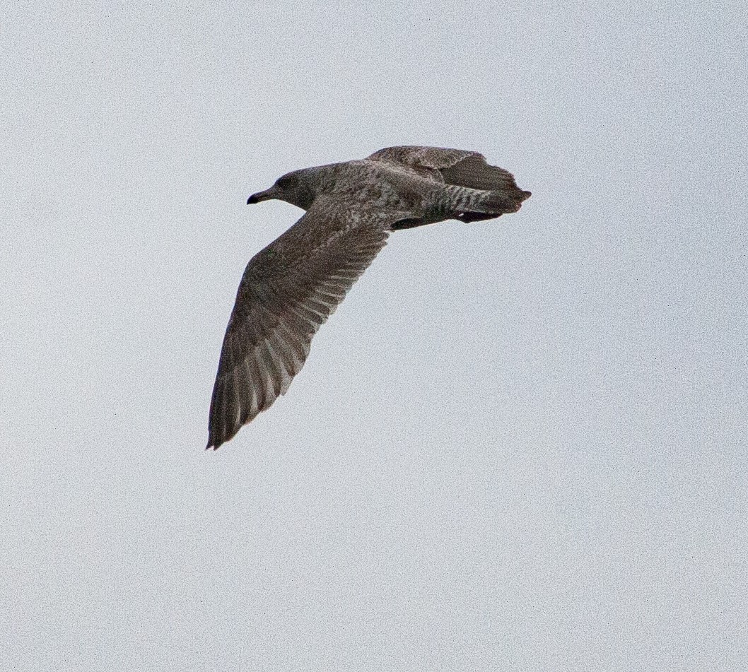European Herring x Glaucous Gull (hybrid) - ML640931113