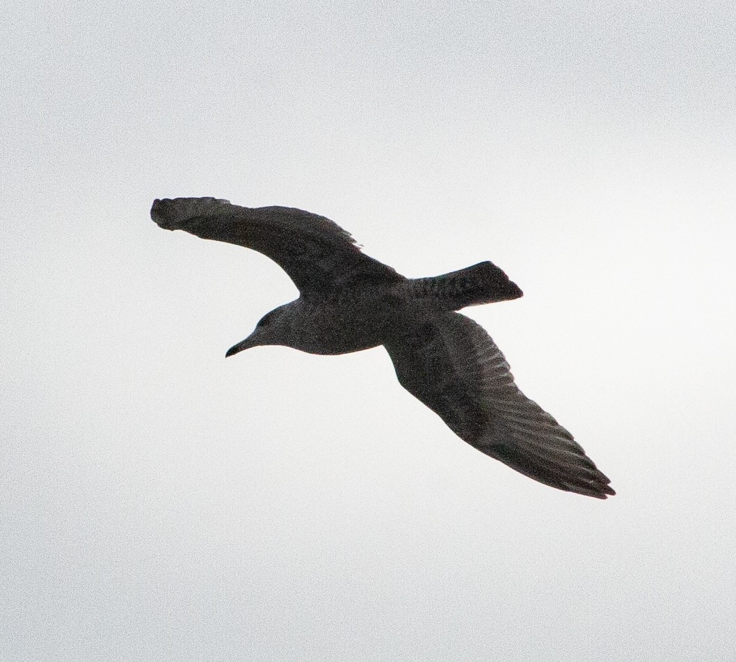 European Herring x Glaucous Gull (hybrid) - ML640931116