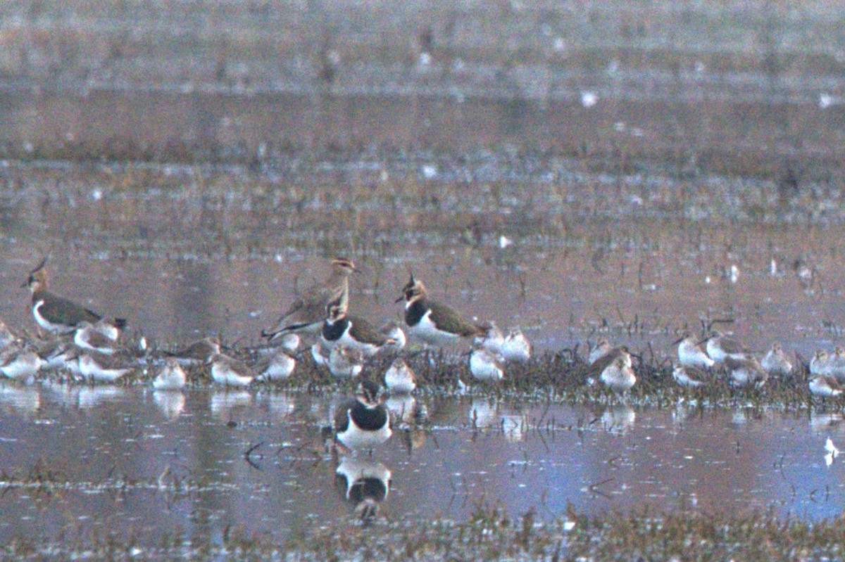 Sociable Lapwing - ML640931148