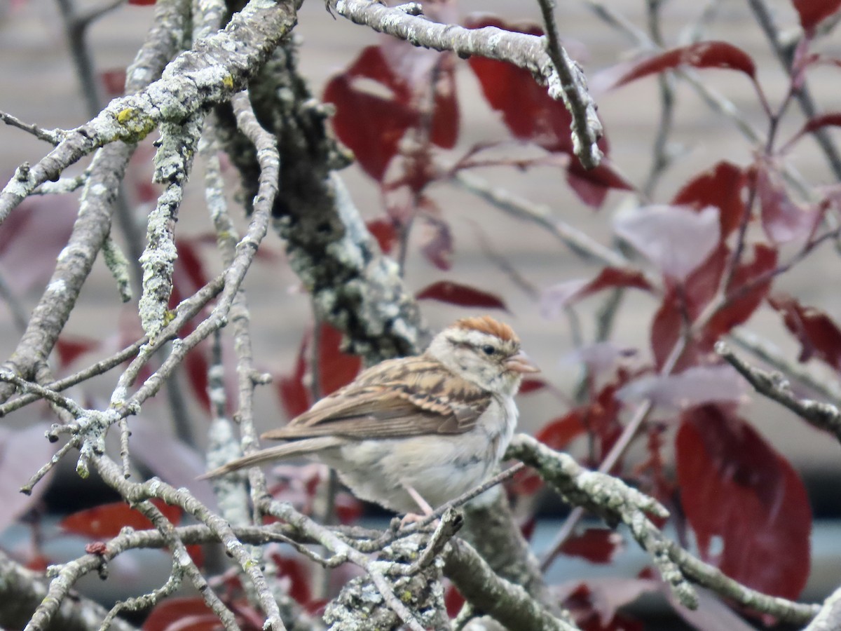 Chipping Sparrow - ML640931182