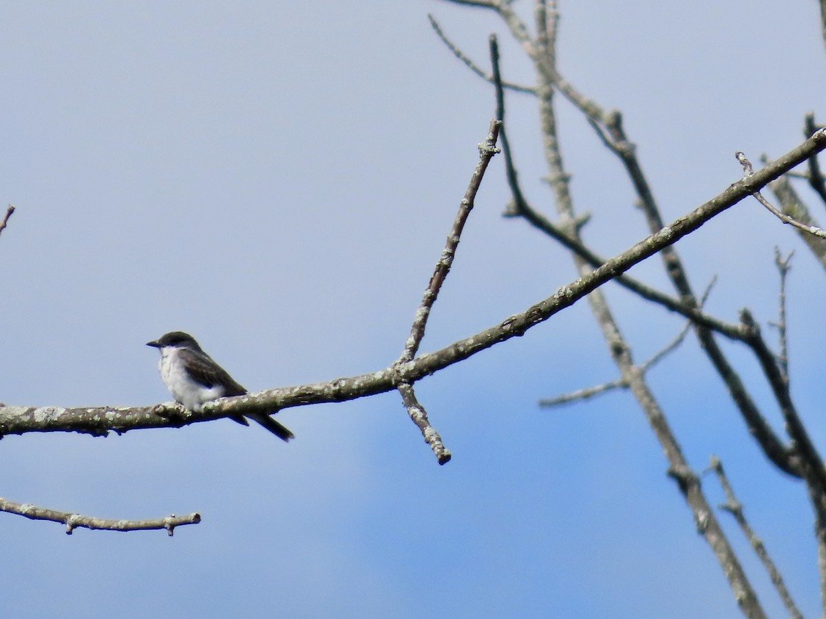 Eastern Kingbird - ML640931204