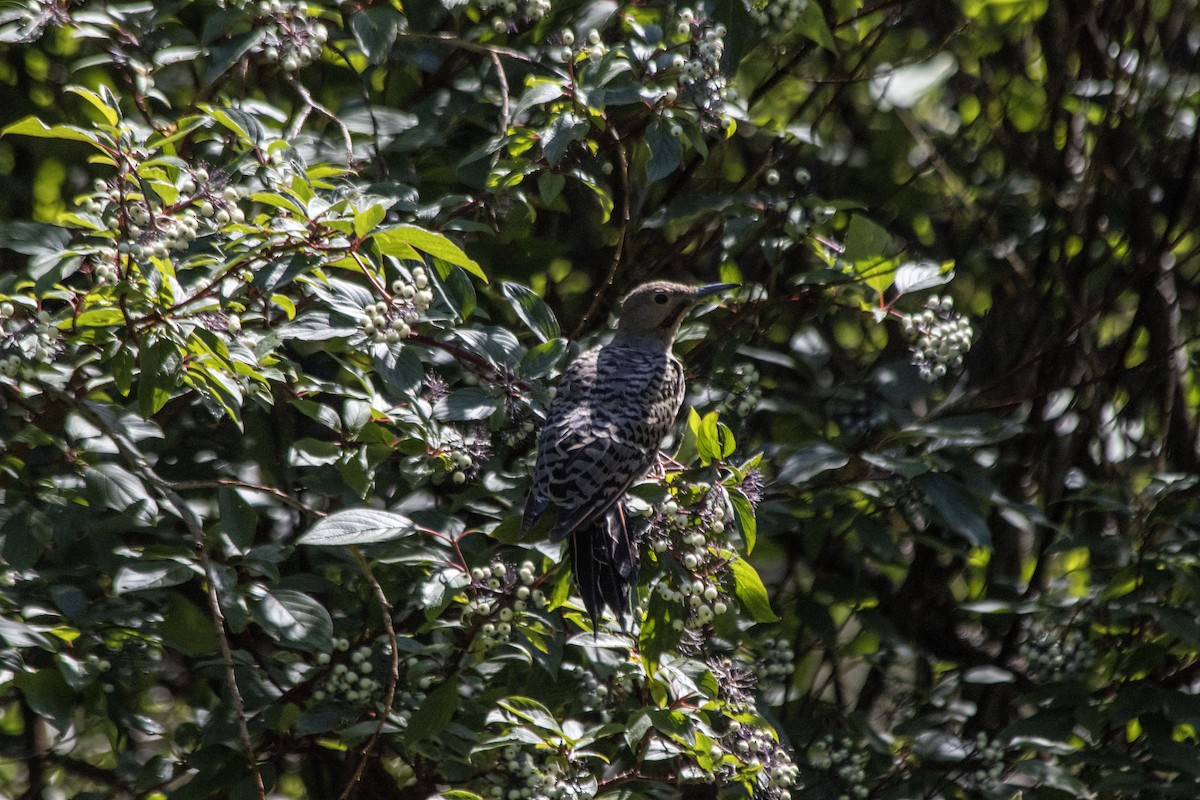 Northern Flicker - ML640931266