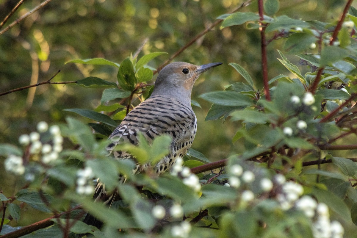 Northern Flicker - ML640931267