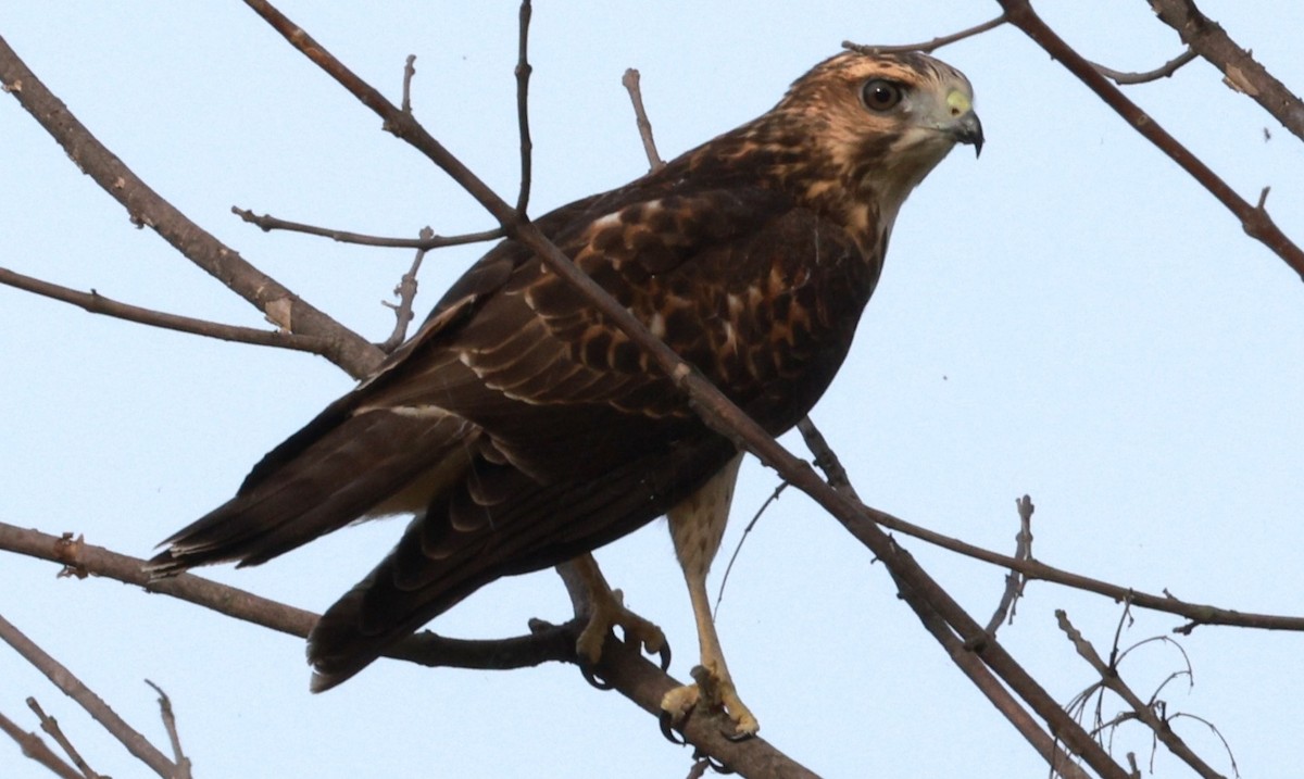 Broad-winged Hawk - ML640931318