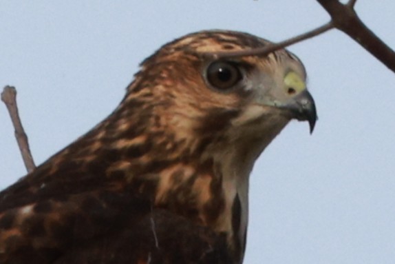 Broad-winged Hawk - ML640931359