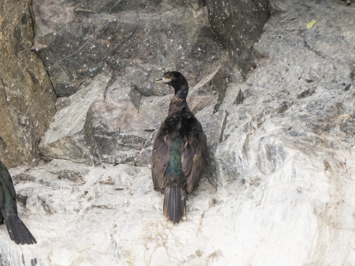 Red-faced Cormorant - ML640931361