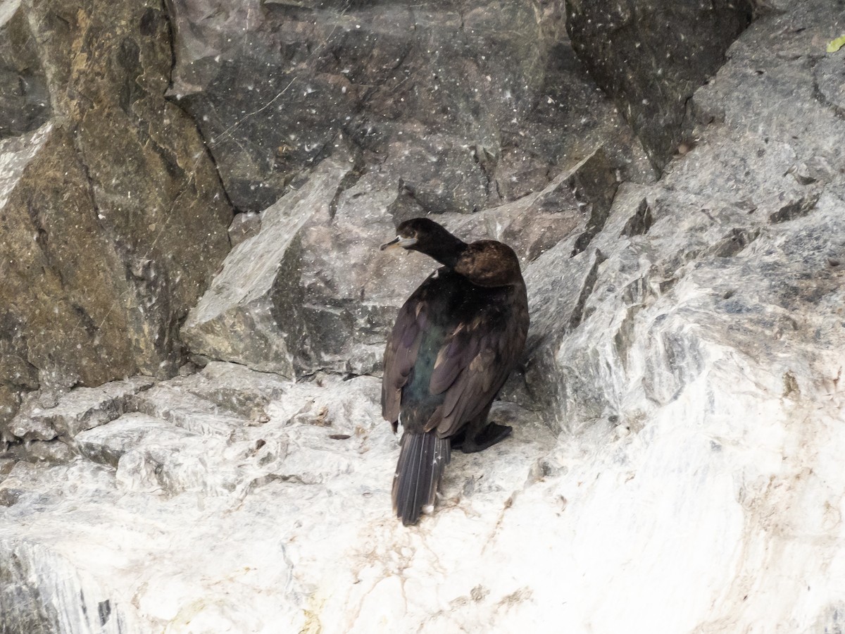 Red-faced Cormorant - ML640931362