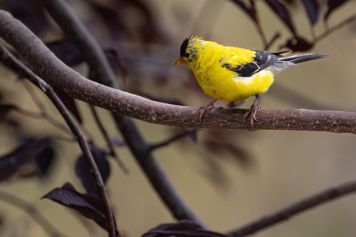 American Goldfinch - ML640931429