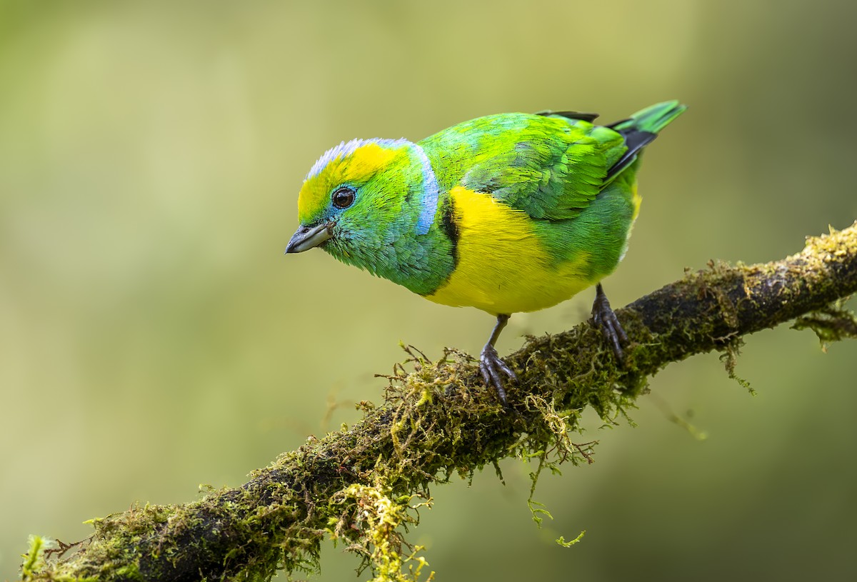 Golden-browed Chlorophonia - ML640931513