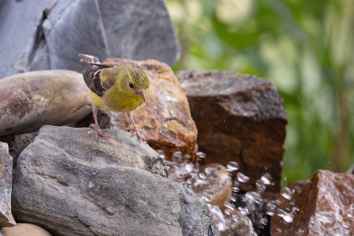 American Goldfinch - ML640931551