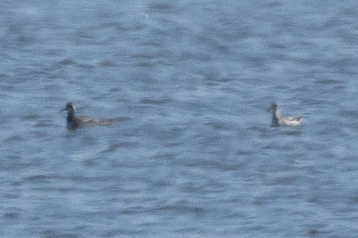Phalarope à bec étroit - ML640931600
