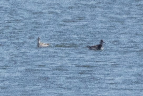 Phalarope à bec étroit - ML640931601