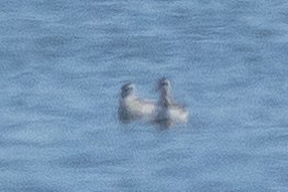 Phalarope à bec étroit - ML640931602