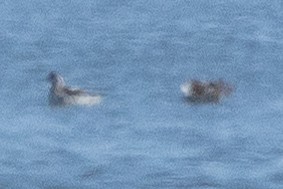 Phalarope à bec étroit - ML640931604