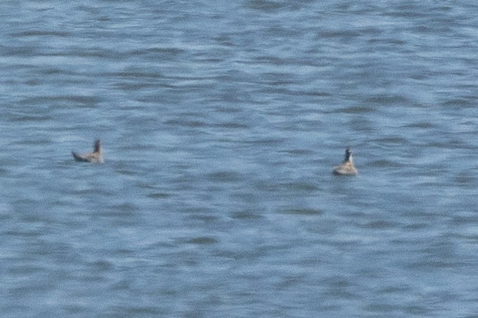 Phalarope à bec étroit - ML640931605