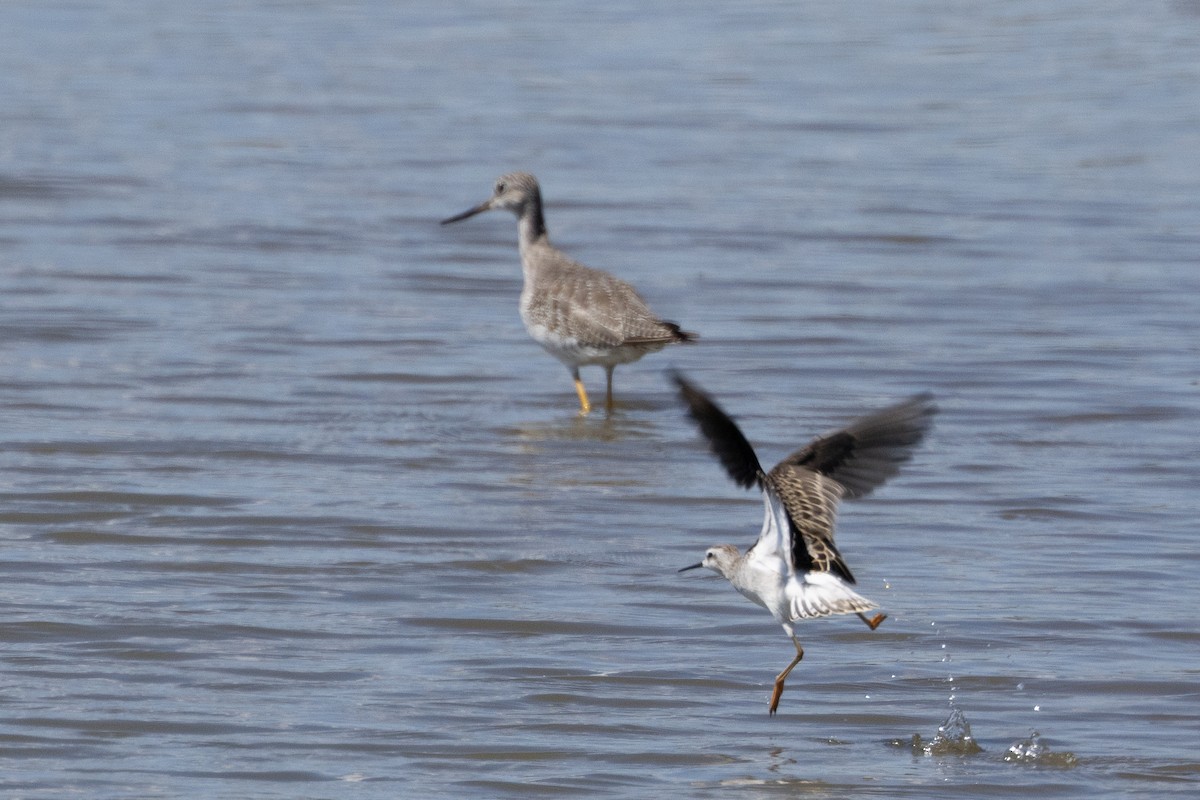 Phalarope de Wilson - ML640931612