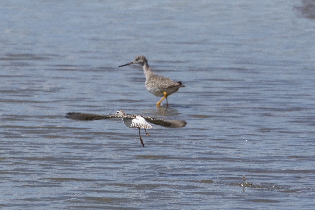 Phalarope de Wilson - ML640931613