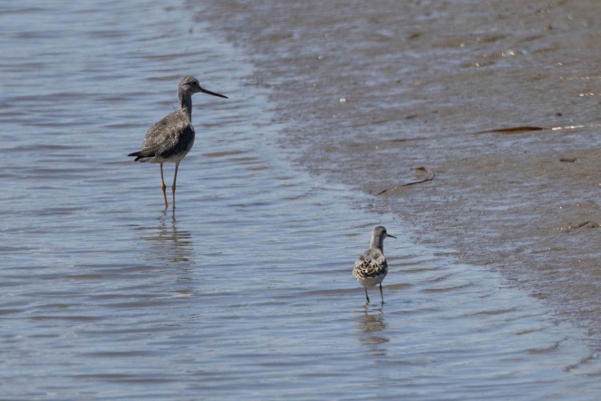 Phalarope de Wilson - ML640931614