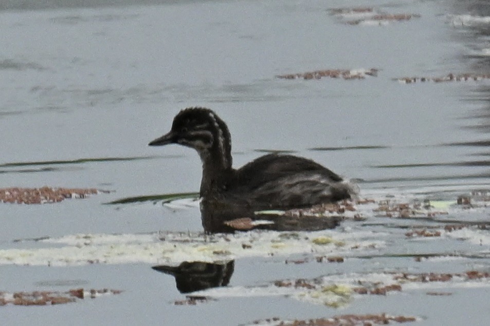 Least Grebe - ML640931629