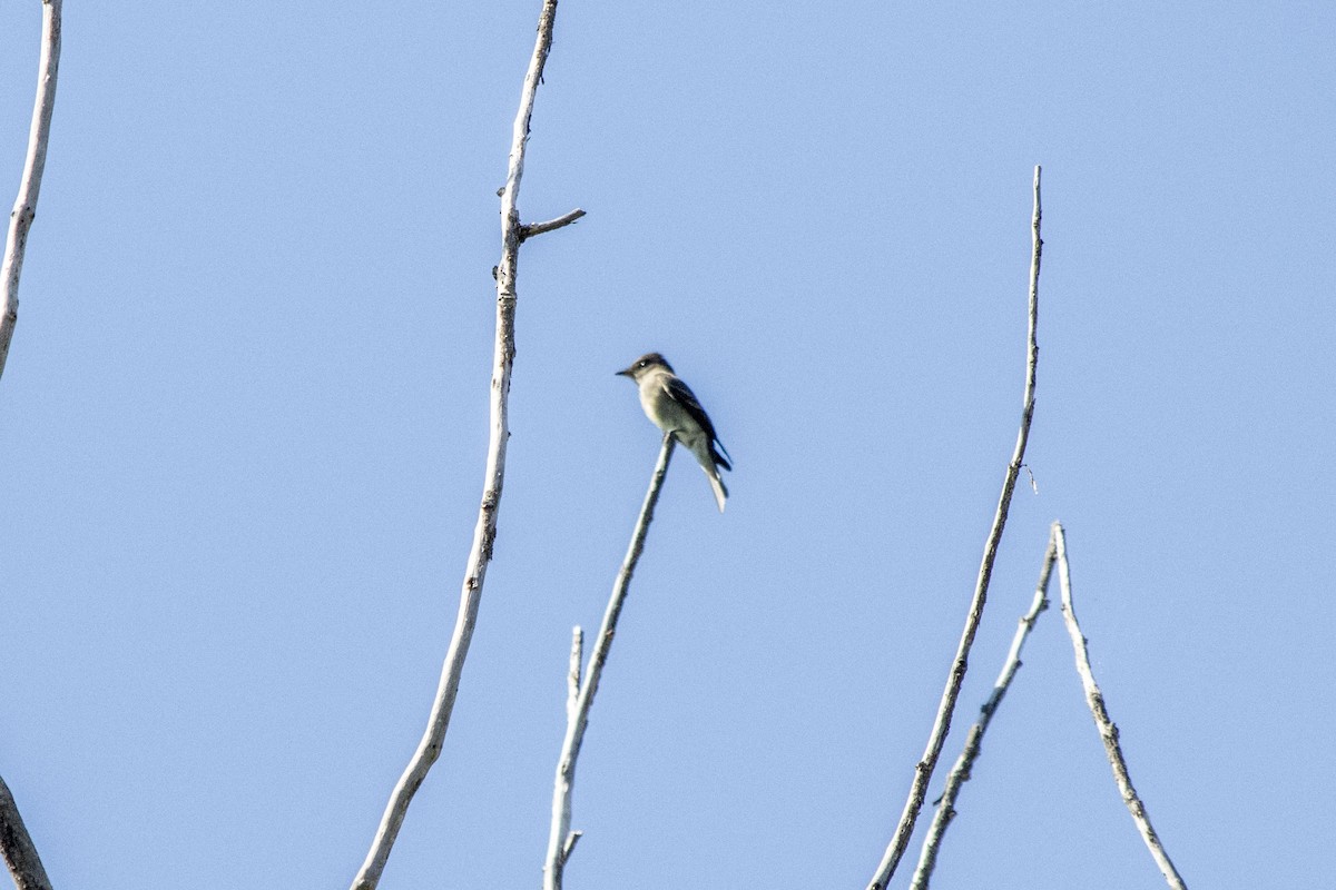 Olive-sided Flycatcher - ML640931635