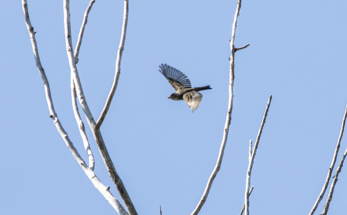 Olive-sided Flycatcher - ML640931636